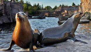 zoom erlebniswelt seelöwen