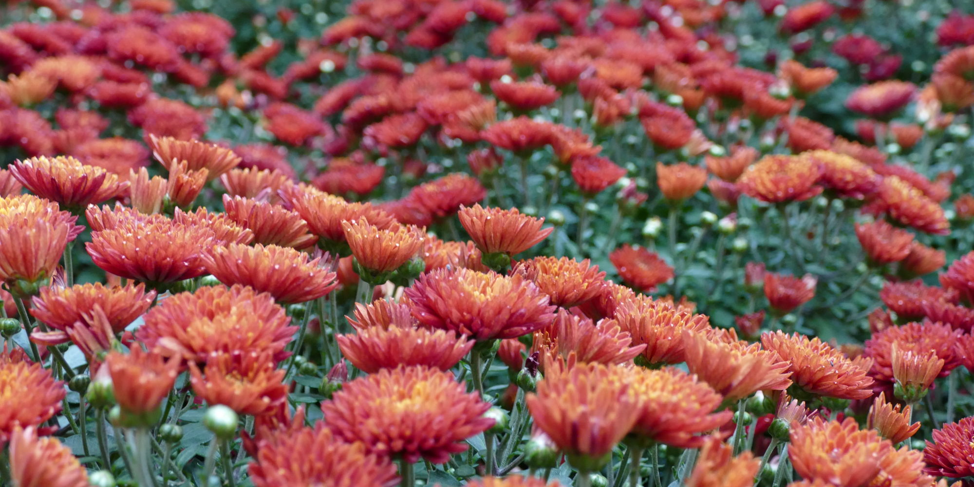 Fall Chrysanthemum Display promotional image