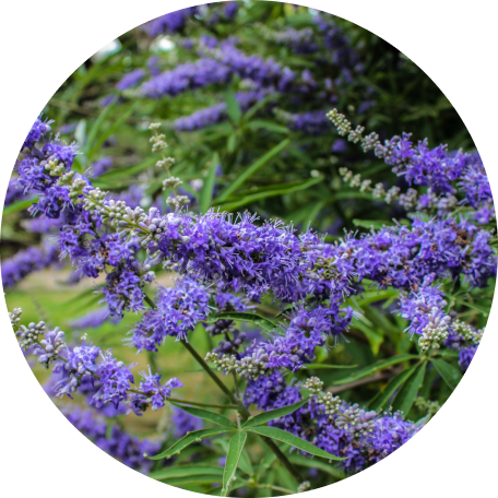 Chaste Tree Berry Extract