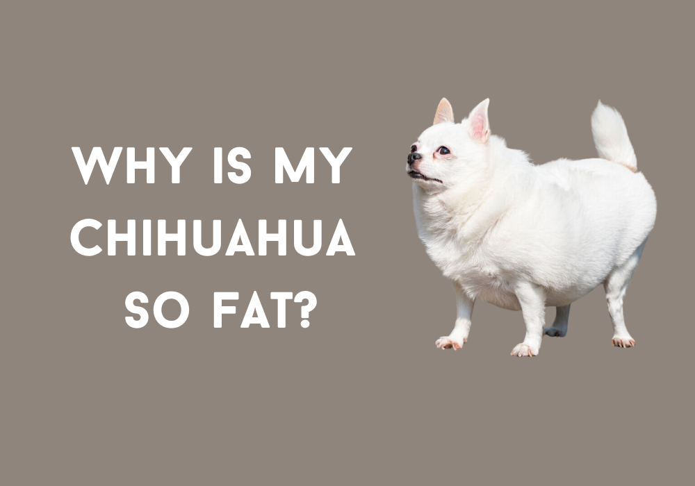 fat chihuahua.png