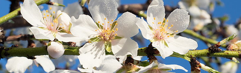  Pollensa
- Flor de almendra en el norte de Mallorca