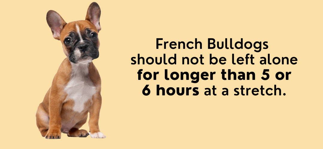 french bulldog can be left alone	