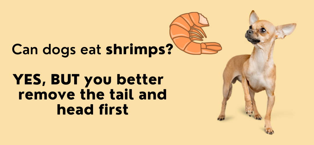 dogs can have shrimps.png
