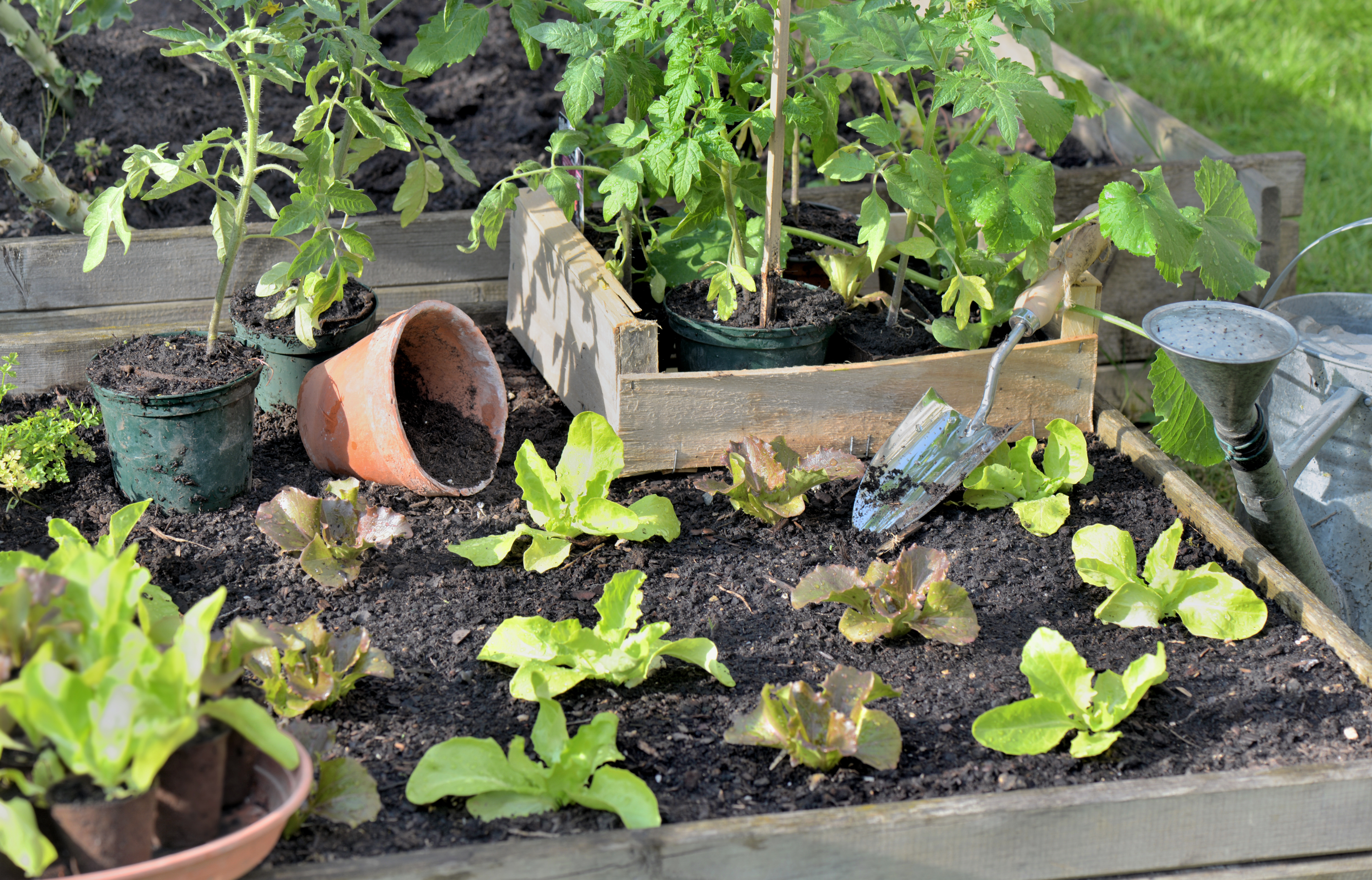 Lettuce and tomato transplants in raised beds surrounded by pots, a trowel, and a watering can
