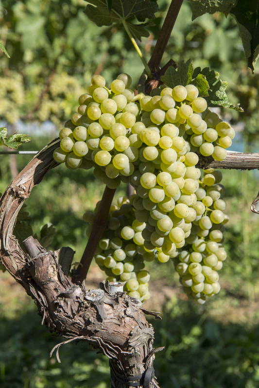 grappe de Divico – cépage résistant suisse