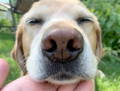 close up photo of tan labrador dog nose