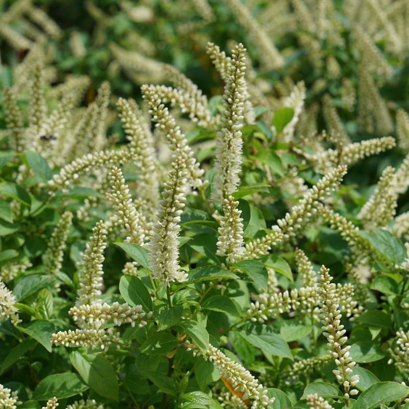 Fuzzy white sweetspire flowers