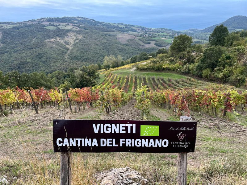 Tours enogastronómicos Maranello: Las colinas de Módena: recorrido desde la bodega hasta la mesa