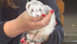 wildpark reuschenberg frettchen