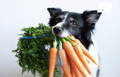 Dog with a bunch of carrots in his mouth