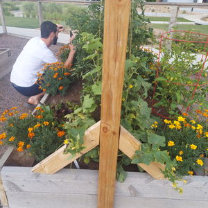 Front Yard Patio / Garden / Fruit Tree Fund