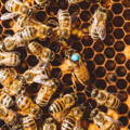 marked-queen-honeybee