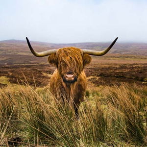 Honeymoon in Scotland Funds