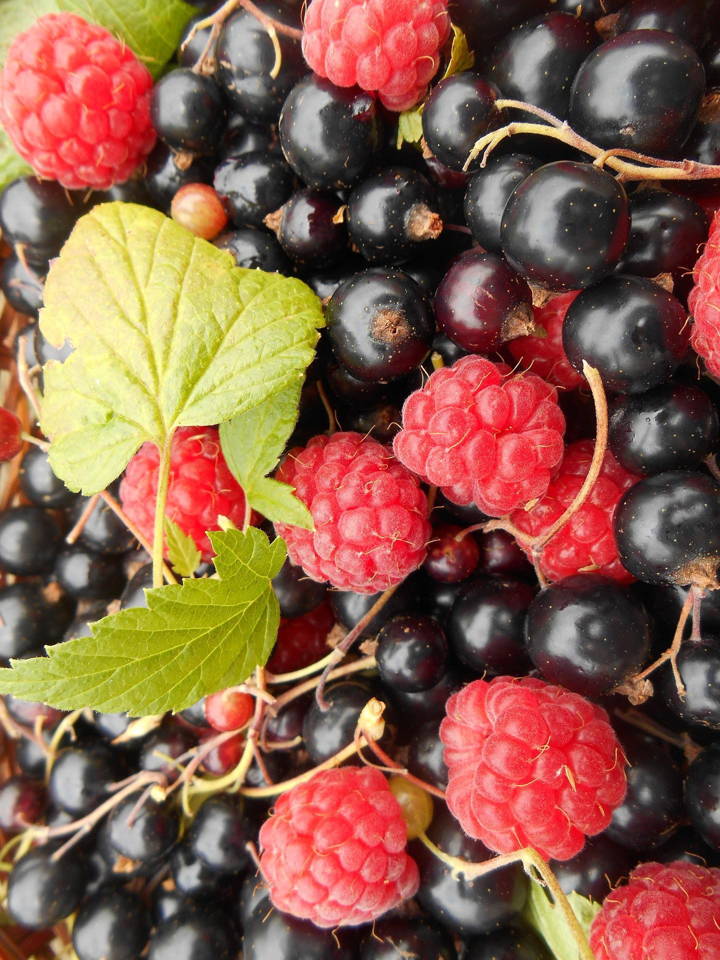 Weinbeschreibung Rotwein aus dem Libanon
