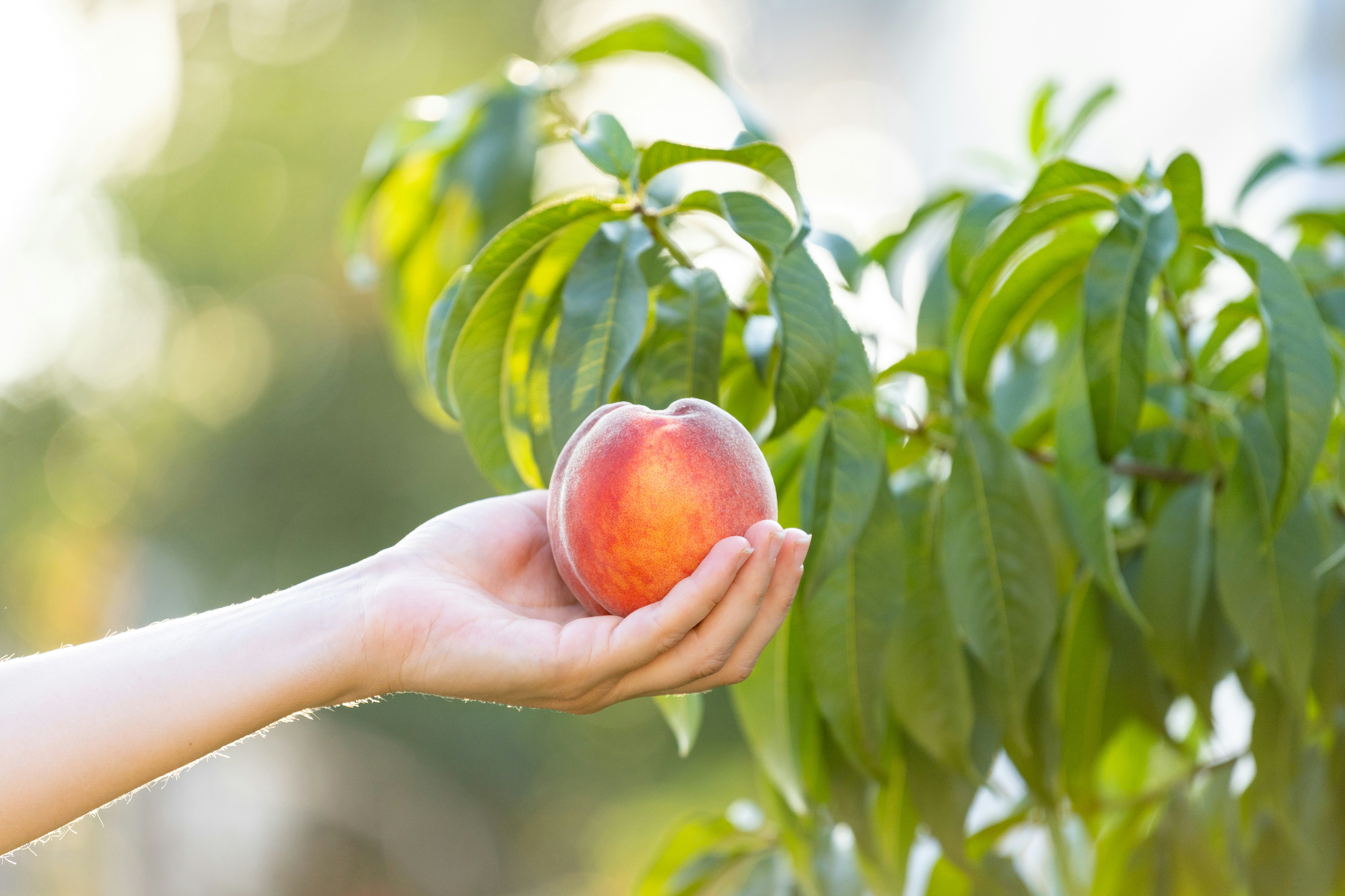 Someone holding a ripe peach against some peach tree leaves