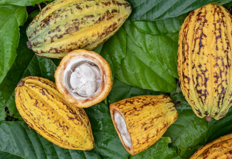 カカオパルプとは