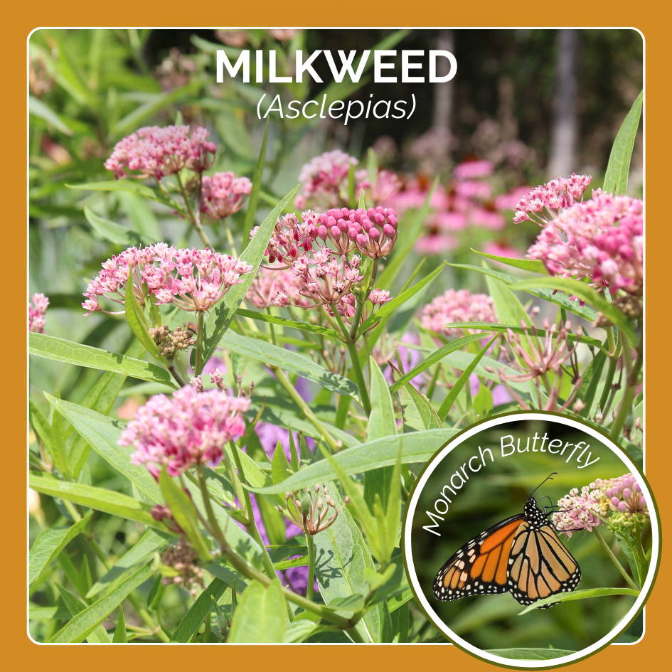 Milkweed plants host Monarch Butterflies