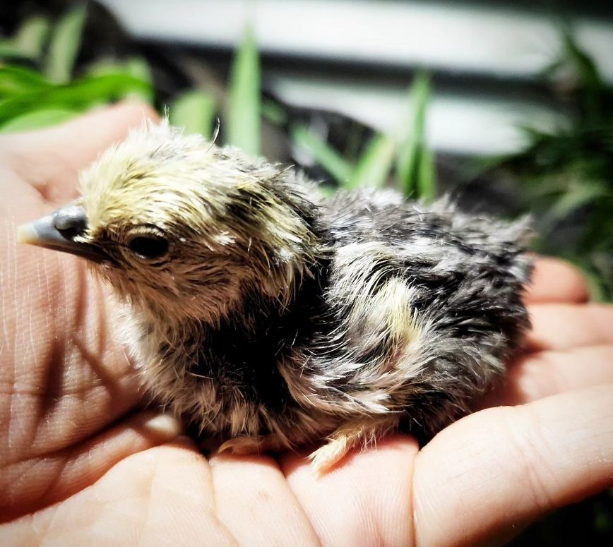 Moorland Cottage Cafe - Voucher - Image 3