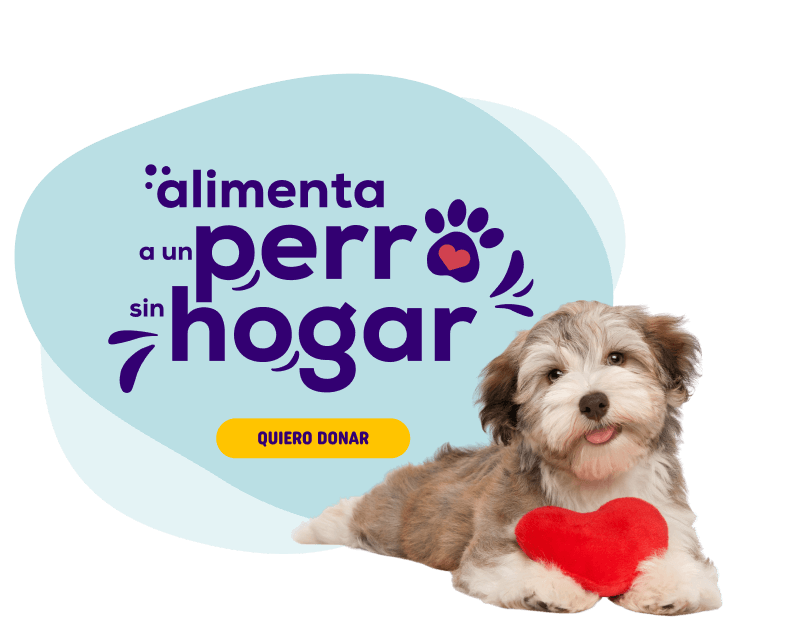 alimenta a un perro sin hogar