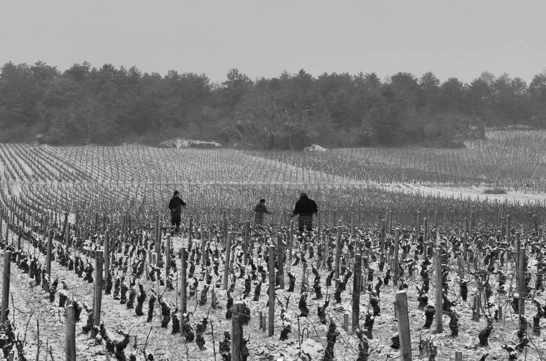 france, vin nature, rawwine, organic wine, vin bio, vin sans intrants, bistro brute, vin rouge, vin blanc, rouge, blanc, nature, vin propre, vigneron, vigneron indépendant, domaine bio, biodynamie, vigneron nature , jean fournier, laurent fournier, bourgogne, marsannay, gevrey chambertin, pinot noir, aligoté