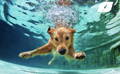 Dog swimming in a pool at risk for dog ear infection