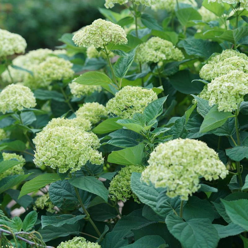 Green smooth hydrangea flowers 