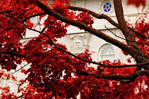 Nauvoo Temple walls behind full branches of red leaves.