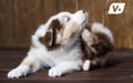Dog rolling in the grass (grass allergies blog)