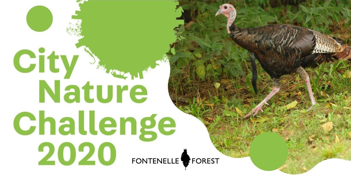 City Nature Challenge at Fontenelle Forest promotional image