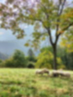 Market & food tours Bellano: Discovering the farms 