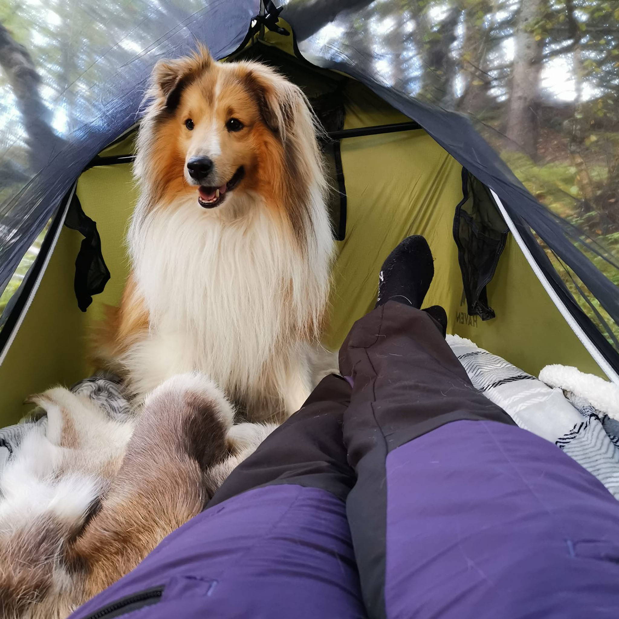 Haven tent with dog camping with dog
