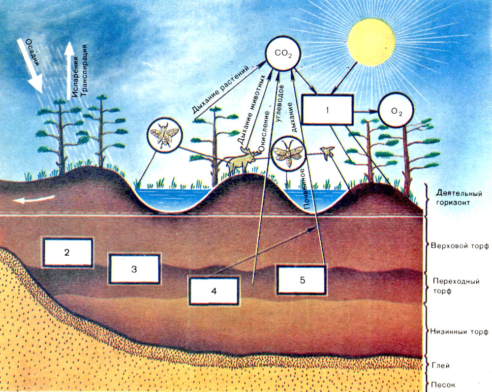 Верховая земля. Экосистема болота схема. Процесс образования болот. Образование болота схема. Биогеоценоз болота схема.