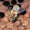 honeybee-with-varroa-mite-on-back honeybee-with-varroa-mite-on-back