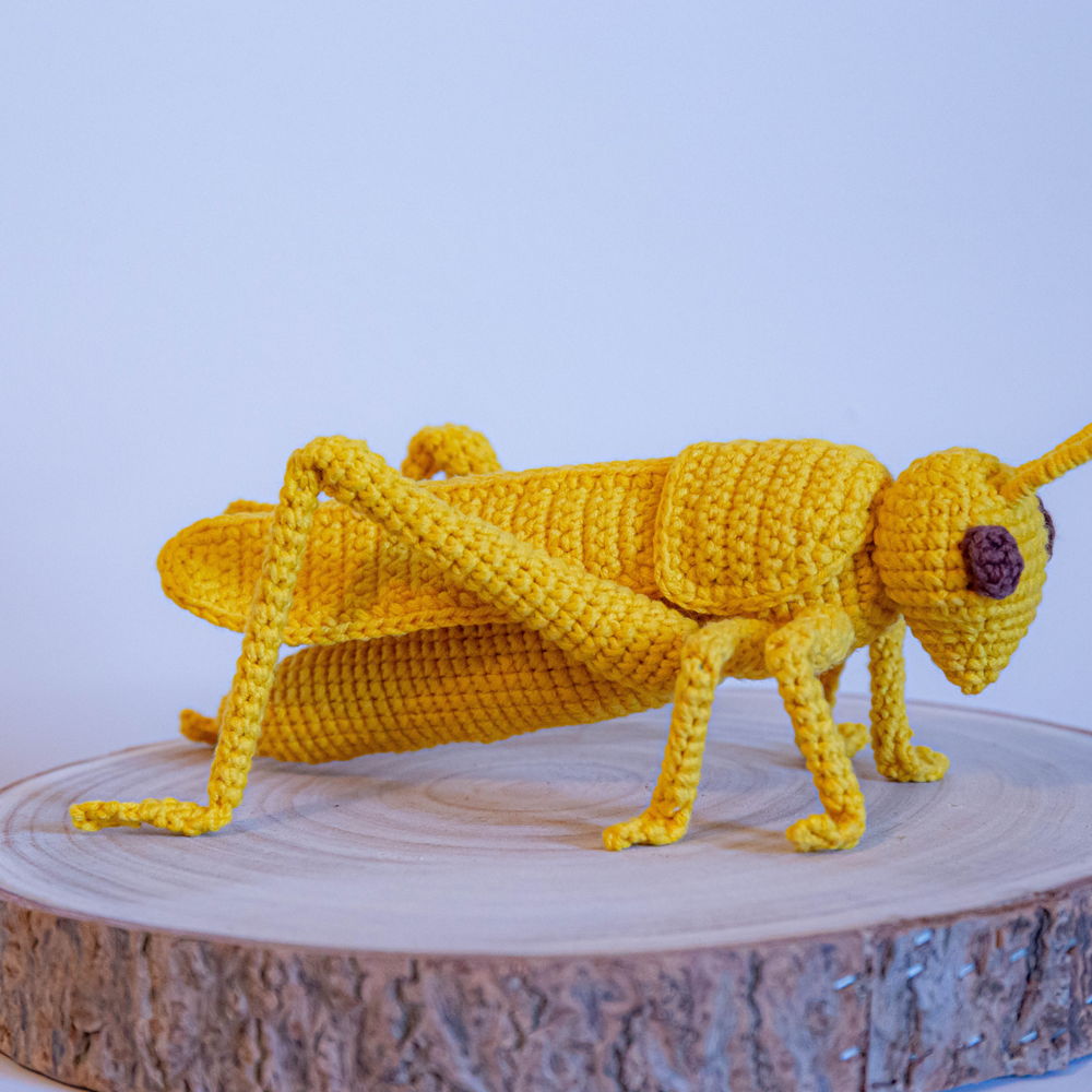Grasshopper
