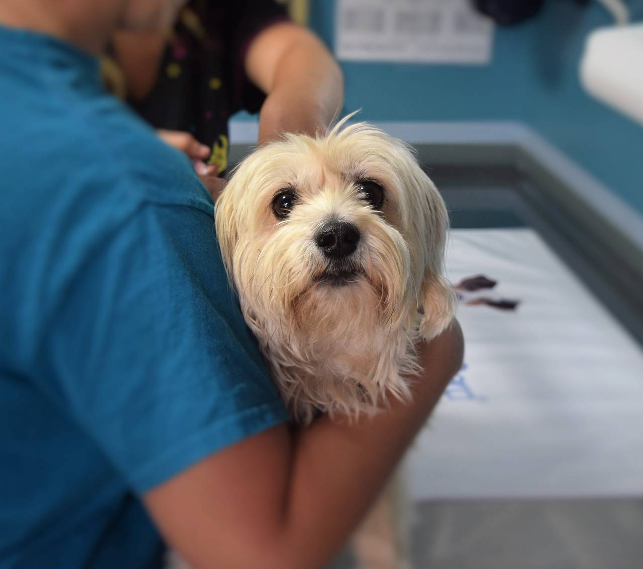 Gebärmutterentzündung Behandlung - Hund beim Tierarzt auf dem Bild