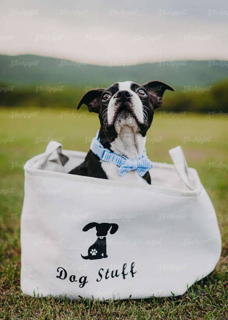 Boston Terrier in a bag