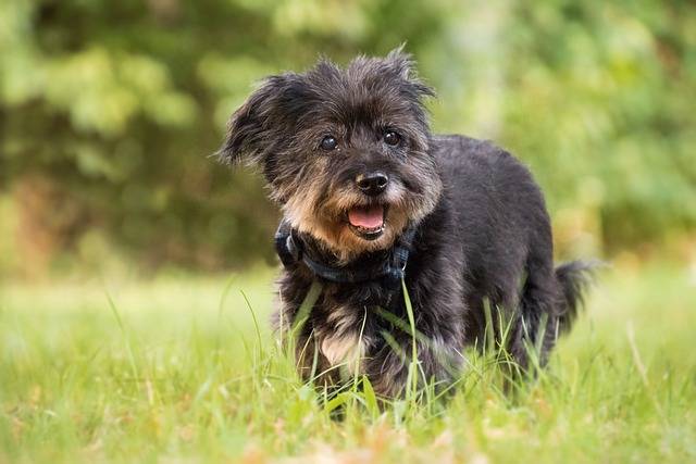 Small terrier senior dog with white fur around the cheeks standing in the grass outdoors