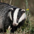 Badger in grasslands