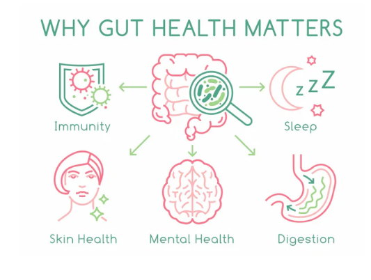 Good Gut Health and Faster Recovery - Image 4