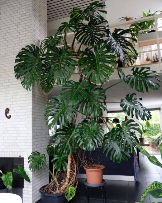 for meget indhold Perioperativ periode Should I cut off the brown aerial roots from Monstera Deliciosa? – Bumble  Plants