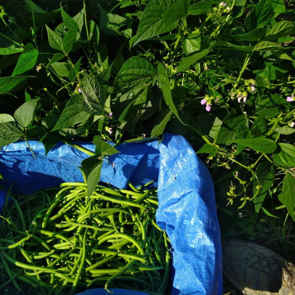 haricots-verts-extra-fin