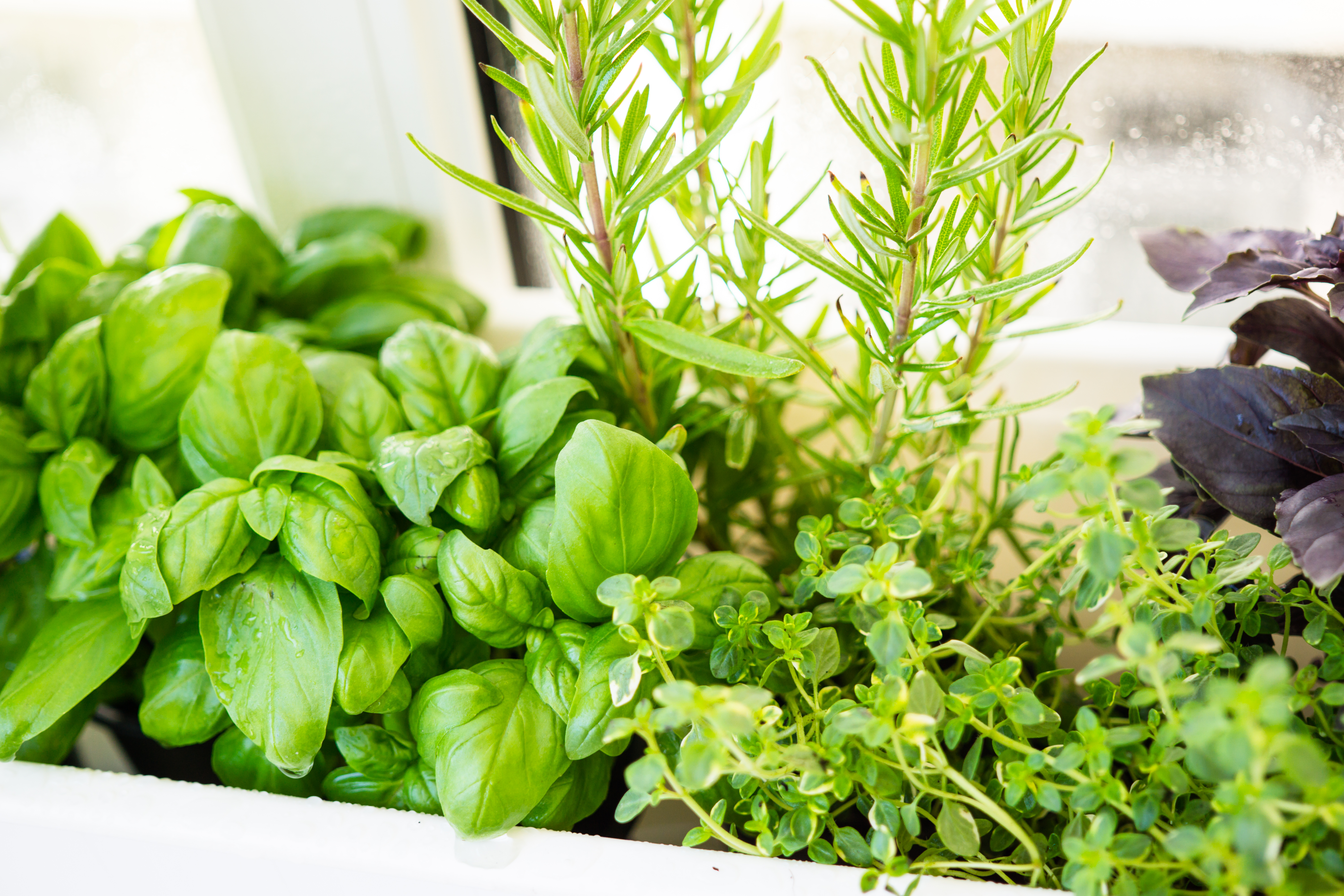 Basil, rosemary, and thyme plants beside a window indoors