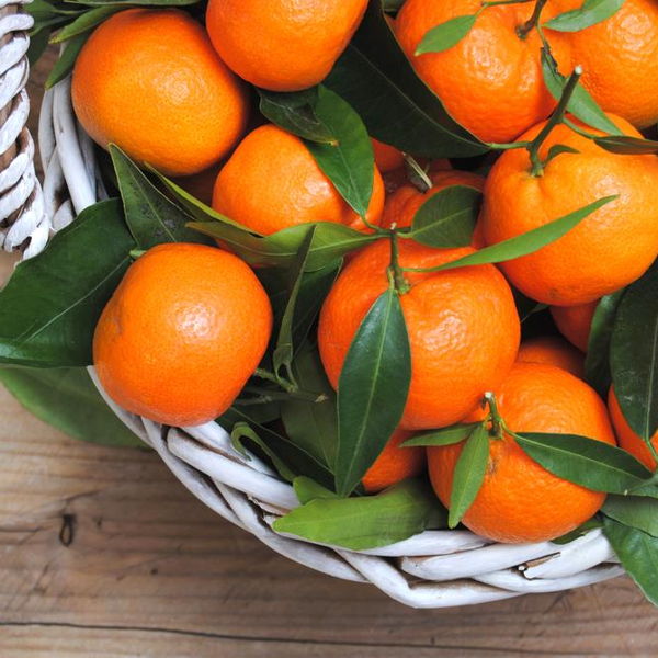 mandarine-havana-sicile-