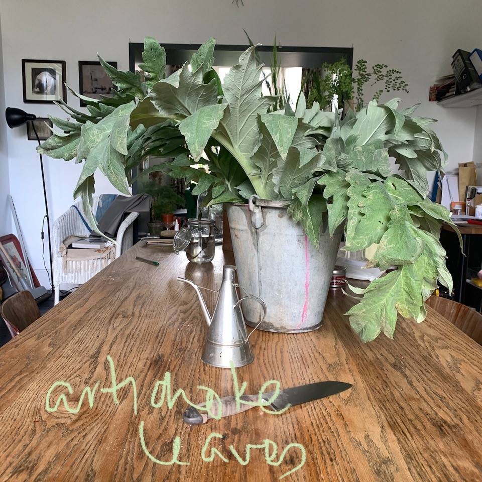 artichoke leaves