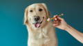 Golden Retriever getting ready for a dog teeth cleaning with a toothbrush for dogs