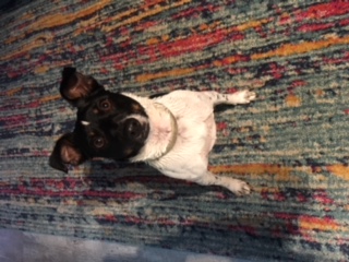 Sheila