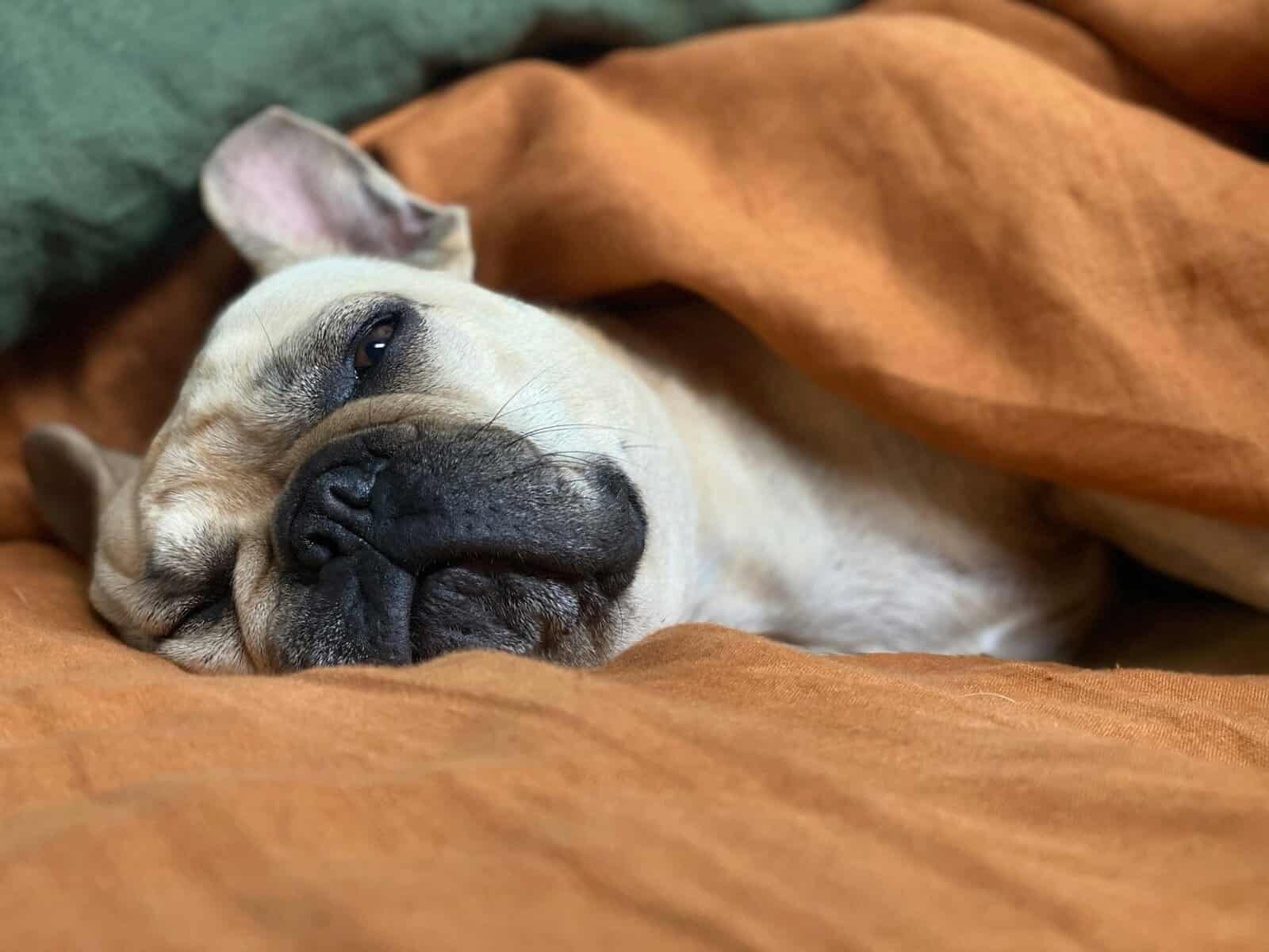 A Vet Second Opinion Benefits for Your Dog And Wallet