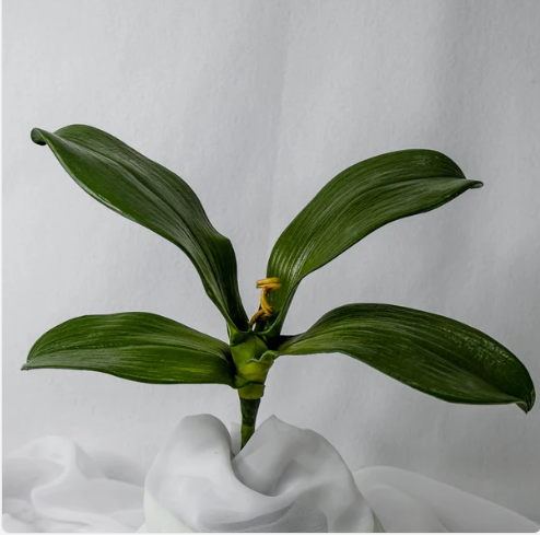 Phalaenopsis Leaves (6 Pack) - Realistic Artificial Flowers - Image 2