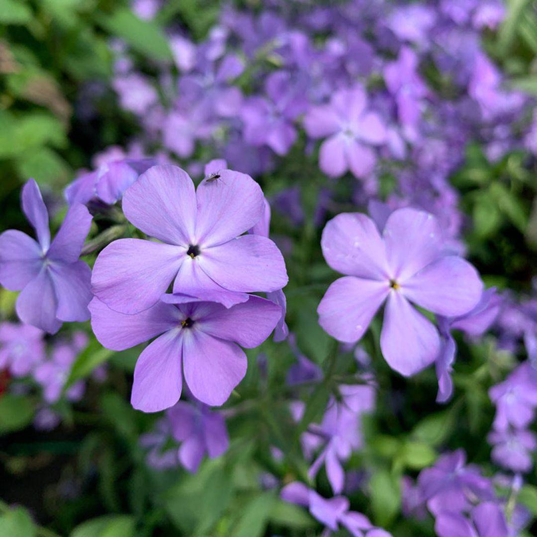 7 Shade-Tolerant Pollinator Plants For Your Garden – ButterflyBushes.com