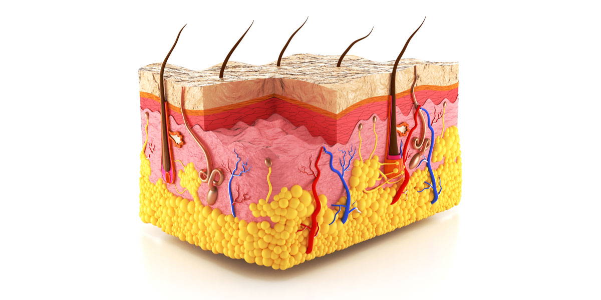 Ādas uzbūve — epiderma, derma, hipoderma